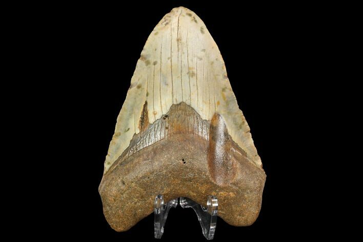 Fossil Megalodon Tooth - North Carolina #124641